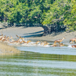 সুন্দরবন