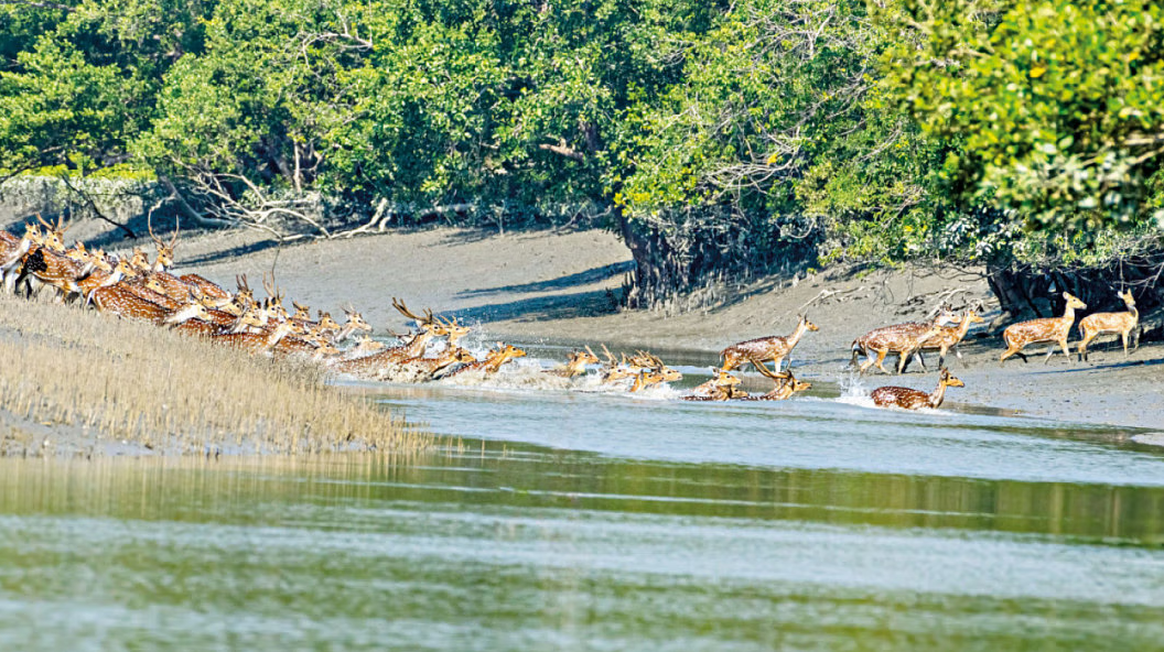 সুন্দরবন